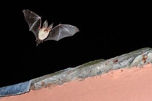 Brown long-eared bat by Laurie Campbell