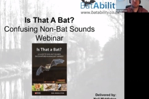 Is That A Bat? – Confusing Non-Bat Sounds