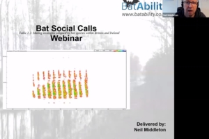Social Calls of Bats