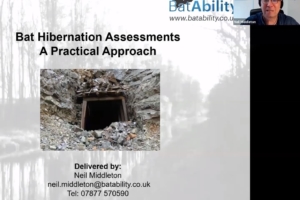 Bat Hibernation Assessments – Practical Guidance (Non-Classic Sites)