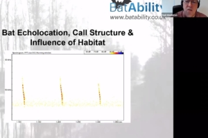 Echolocation Call Structure, Influence of Habitat & Identification