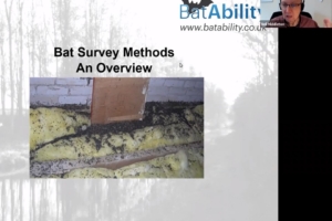 Bat Survey Methods – An Overview