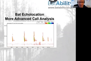 Echolocation Identification – More Advanced