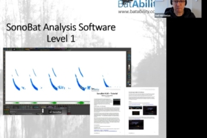 SonoBat 4 UK Software – Level 1