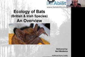 Ecology of Bats – An Overview