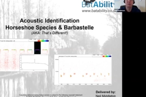 Acoustic Identification – Horseshoes & Barbastelle