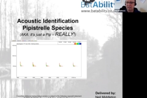 Acoustic Identification – Pipistrelles