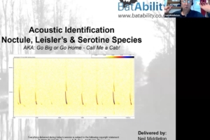 Acoustic Identification – Nyctalus & Serotine