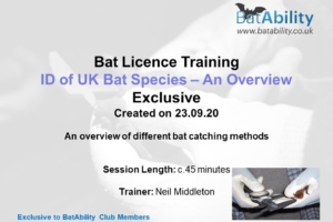ID of UK Bat Species in the Hand – An Overview