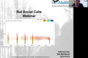Bat Advertisement Social Calls