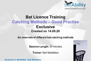 Catching & Handling Bats – Good Practise