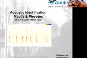 Acoustic Identification – Myotis & Plecotus