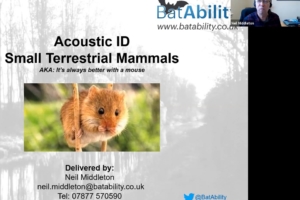 Acoustic Identification – Small Terrestrial Mammals