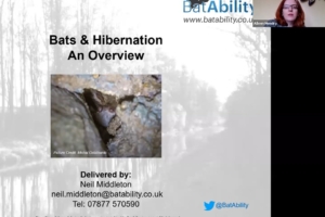 Bats & Hibernation – An Overview