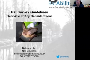 Bat Survey Guidelines – An Overview