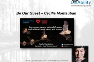 ‘Be Our Guest’ – Cecilia Montauban – Pipistrelles – It’s Not Always How It Sounds
