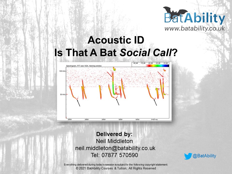 Is That A Bat Social Call? National Bat Conference Oct 2021