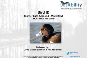 Bird ID – Waterfowl – Sight, Flight & Sound