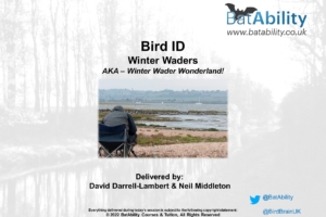 Bird ID – Winter Waders – Sight, Flight & Sound