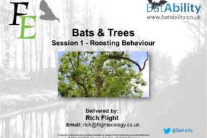 Bats & Trees – Roosting Behaviour