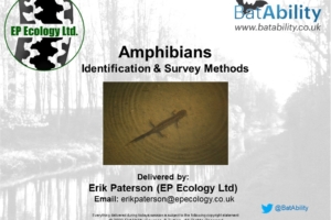 Amphibian ID & Survey Methods