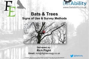 Bats & Trees – Signs of Use & Survey Methods