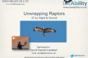 Bird ID – Unwrapping Raptors – Sight, Flight & Sound