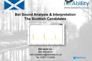 Bat Sound Analysis – The Scottish Candidates