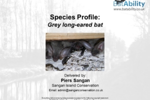 Species Profile: Grey long-eared bat