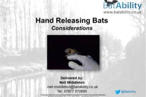 Hand Releasing Bats – Considerations