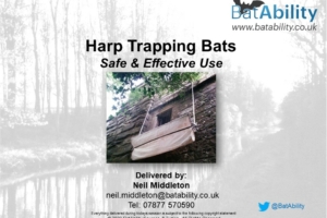 Harp Trapping Bats – Safe & Effective Use