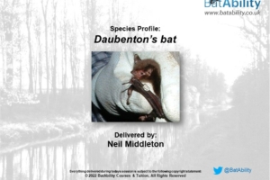 Species Profile: Daubenton’s bat