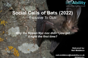 Social Calls of Bats 2022