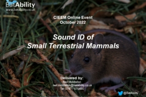 Sound ID of Small Terrestrial Mammals