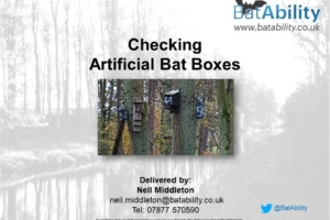 Checking Bat Boxes