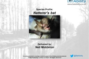 Species Profile: Natterer’s bat