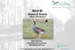 Bird ID – Geese & Swans – Sight, Flight & Sound
