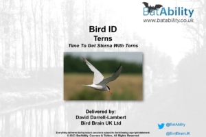 Bird ID – Terns – Time To Get Sterna