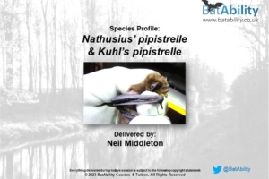 Species Profile: Nathusius’ pipistrelle & Kuhl’s pipistrelle