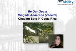 ‘Be Our Guest’ – Mingaile Anderson – Chasing Bats In Costa Rica