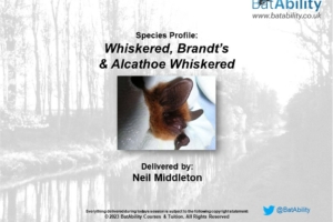 Species Profile: Whiskered, Brandt’s & Alcathoe Whiskered