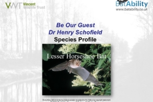 Species Profile: Lesser horseshoe bat