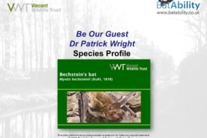 Species Profile: Bechstein’s bat