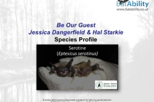 Species Profile: Serotine