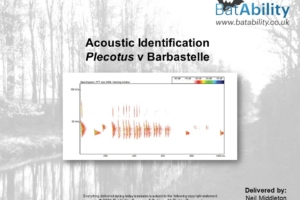Acoustic Identification – Plecotus v Barbastelle