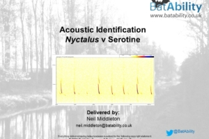 Acoustic Identification – Nyctalus v Serotine