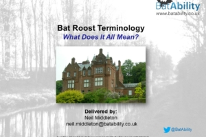 Bat Roost Terminology