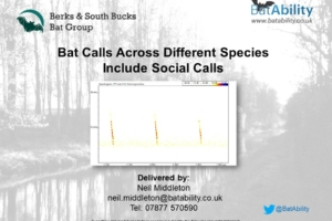 Bat Echolocation Presentation & Q&A – Berkshire… Bat Group