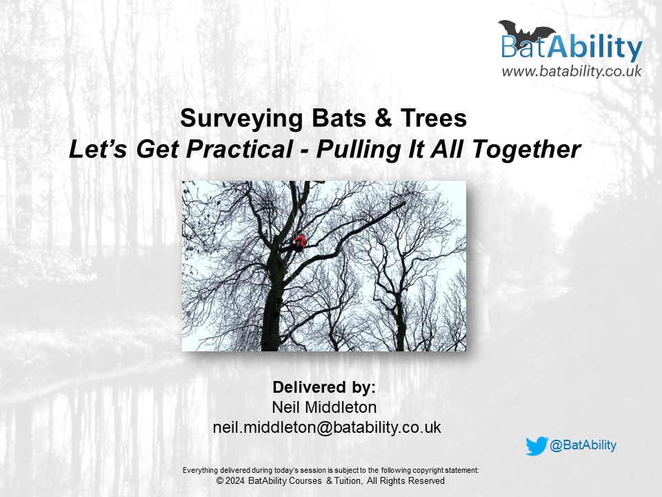 Surveying Bats & Trees – Let’s Get Practical