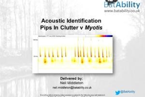 Acoustic Identification – Pips In Clutter v Myotis